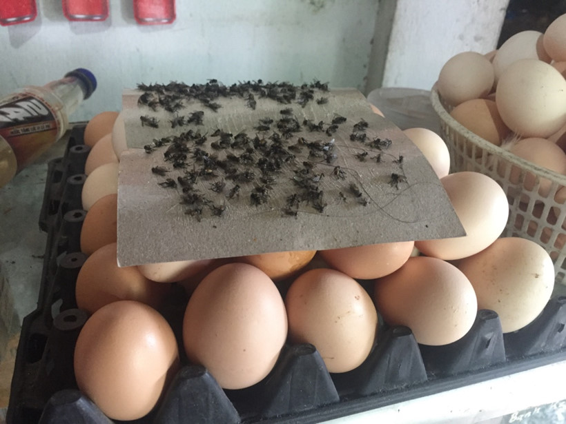 [-]Kinh[-]ho&agrave;ng[-]ruồi[-]từ[-]b&atilde;i[-]r&aacute;c[-]Nam[-]Sơn[-]"tấn[-]c&ocirc;ng"[-]nh&agrave;[-]d&acirc;n